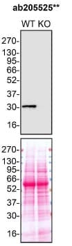 Anti-MMP7 antibody [EPR17888-101](AB205525)