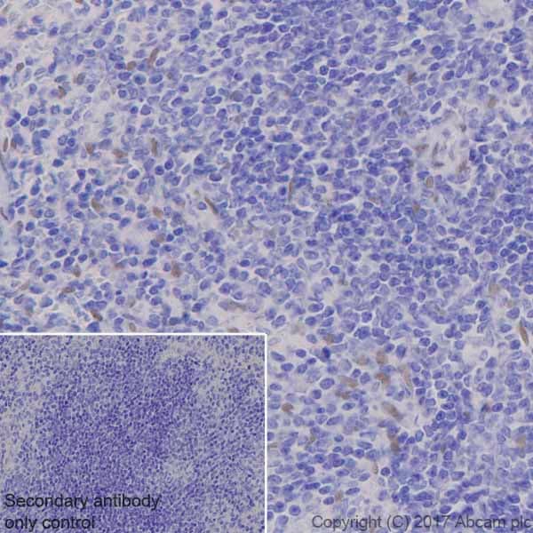 Tef1 Tead 1 Antibody Epr39672 Bsa And Azide Free Ab219647  Immunohistochemistry Formalin Pfa Fixed Paraffin Embedded Sections Img3093