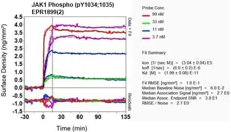 Jak1 Phospho Y1034 Y1035 Antibody Epr18992 Ab138005  Oi Rd Scanning Img410040