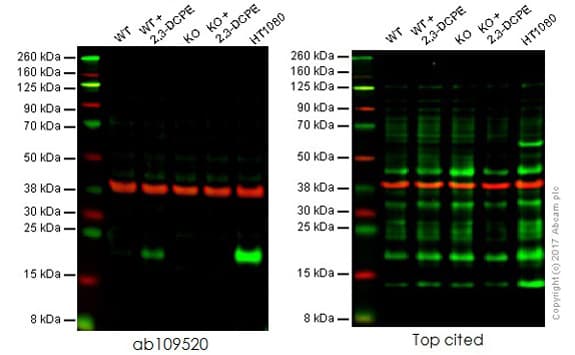 Anti-p21 antibody [EPR362](AB109520)