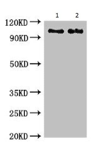 Anti-C6 antibody(AB229992)