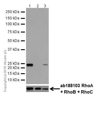Rhoa Rhoc Antibody Epr18133 Ab187026  Western Blot Img19012