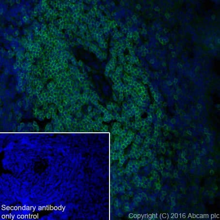 Cd3d Antibody Epr20544 Bsa And Azide Free Ab229280  Immunohistochemistry Frozen Sections Img121960