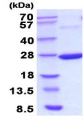 Ab208297  Sds Page Img45595