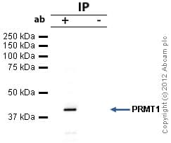 Prmt1 Antibody Ab73246  Immunoprecipitation Img11463