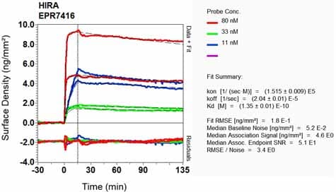 Anti-HIRA/HIR antibody [EPR7416] - BSA and Azide free(AB232477)