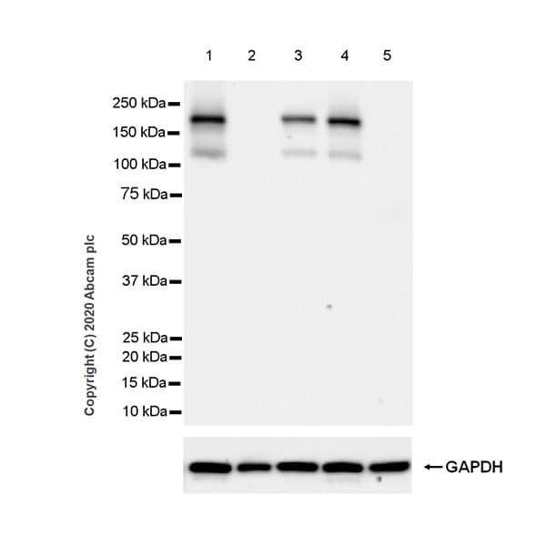 Anti-NMDAR2B antibody [EPR23460-119] - BSA and Azide free(AB275096)