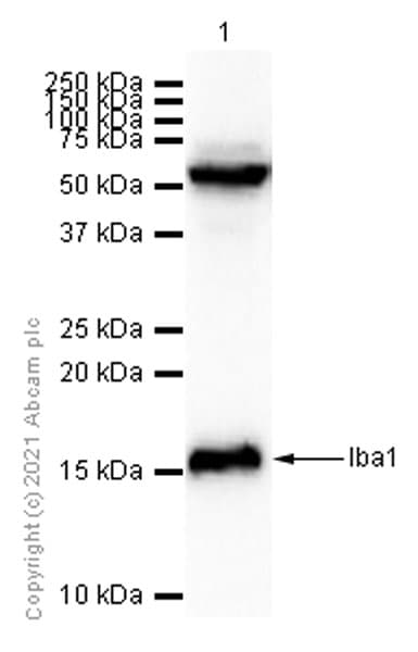 Iba1 Antibody Epr61362 Microglia Marker Ab178680  Western Blot Img173682