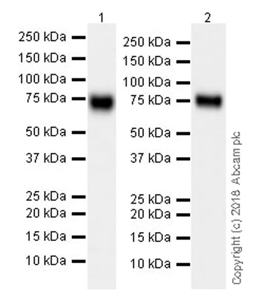 Anti-TRP1 antibody [EPR21960](AB235447)