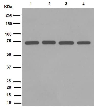 Anti-Lamin B1 antibody [EPR8985(B)] - Nuclear Envelope Marker(AB133741)