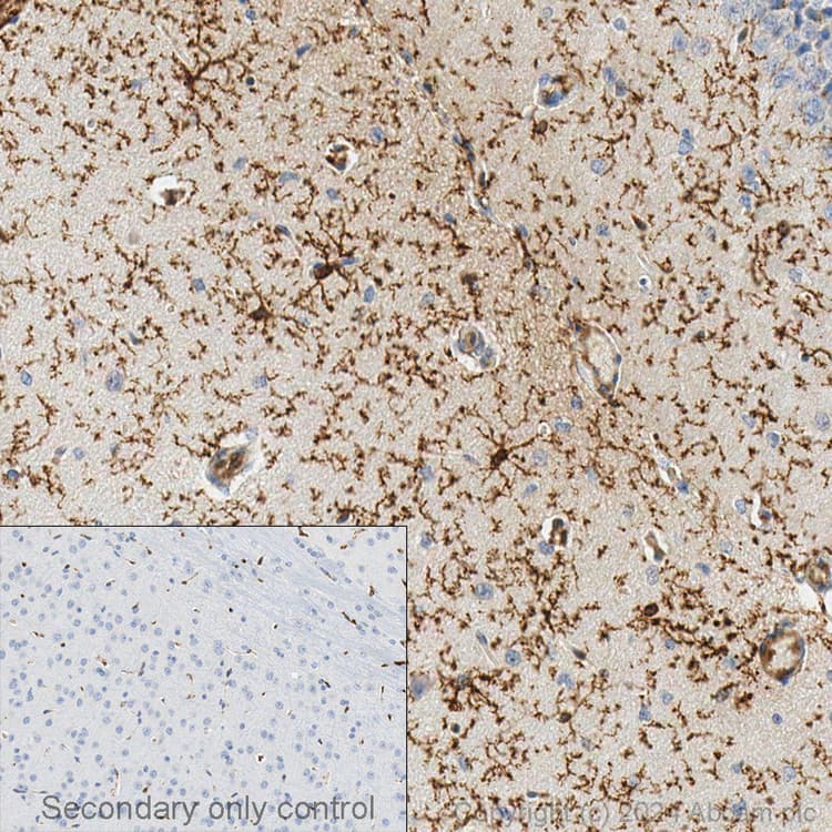 Anti-TMEM119 antibody [28-3] - Microglial marker(AB209064)