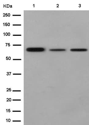 Anti-PHD finger protein 1/PHF1 antibody [EPR14222](AB184951)