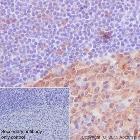 Anti-Caspase-3 antibody [EPR18297](AB184787)