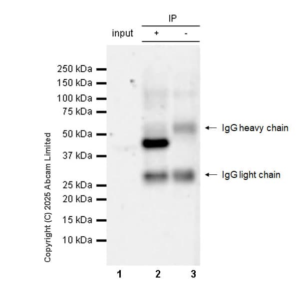 Anti-mouse IgG for IP (HRP)(AB131368)