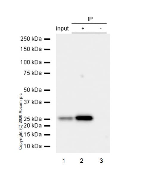 Mras Antibody Epr12457 Ab176570  Immunoprecipitation Img3291