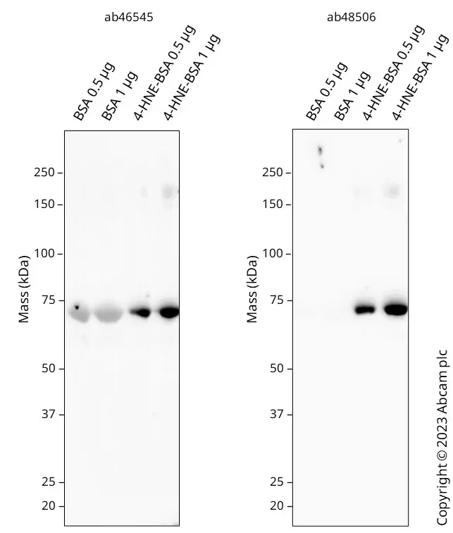 Anti-4 Hydroxynonenal antibody [HNEJ-2](AB48506)
