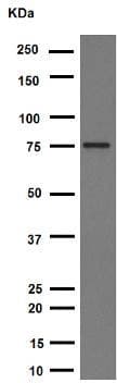 Anti-p63 antibody [Y289] - BSA and Azide free(AB247245)