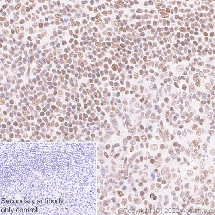 Anti-Histone H3 (acetyl K4+K9+K14+K18+K23+K27) antibody [RM1045] - BSA and Azide free(AB300642)
