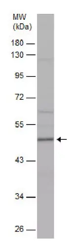 Anti-Sp7 / Osterix antibody(AB229258)