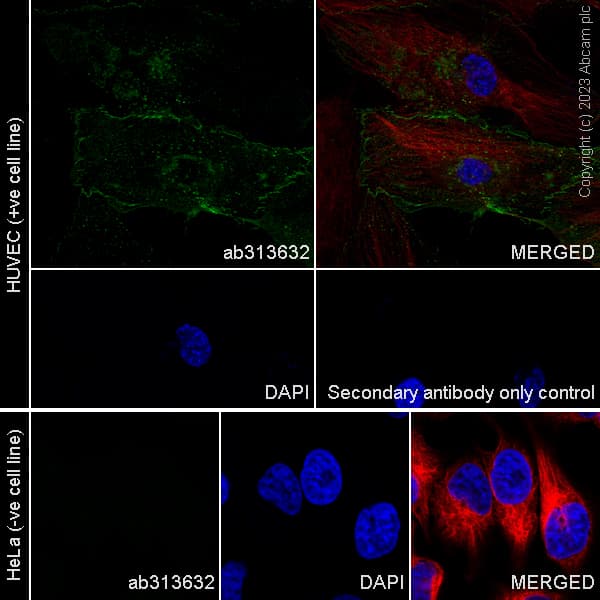 Anti-VE Cadherin antibody [EPR27436-55] - BSA and Azide free(AB313633)