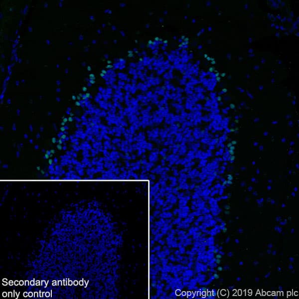 Sox1 Antibody Epr23041 60 Bsa And Azide Free Ab263870  Immunohistochemistry Frozen Sections Img13952