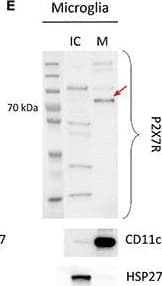 Anti-CD11c antibody [EP1347Y] - C-terminal(AB52632)