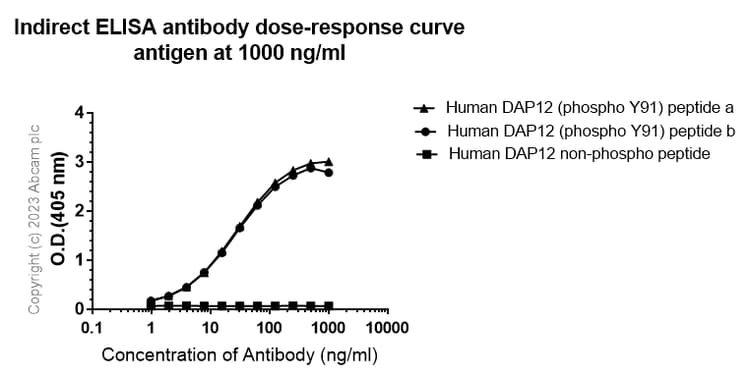 Anti-DAP12 (phospho Y91) antibody [EPR25630-43](AB314891)