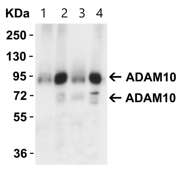 Anti-ADAM10 antibody(AB1997)