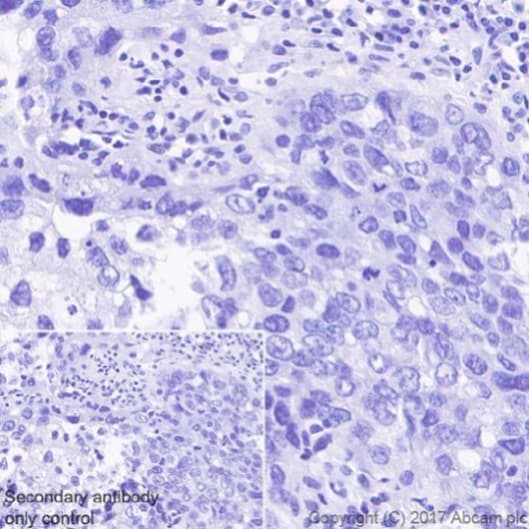 Anti-SOX17 antibody [EPR20684](ab224637)