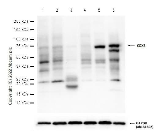 Anti-COX2 / Cyclooxygenase 2 antibody [EPR12012](AB179800)