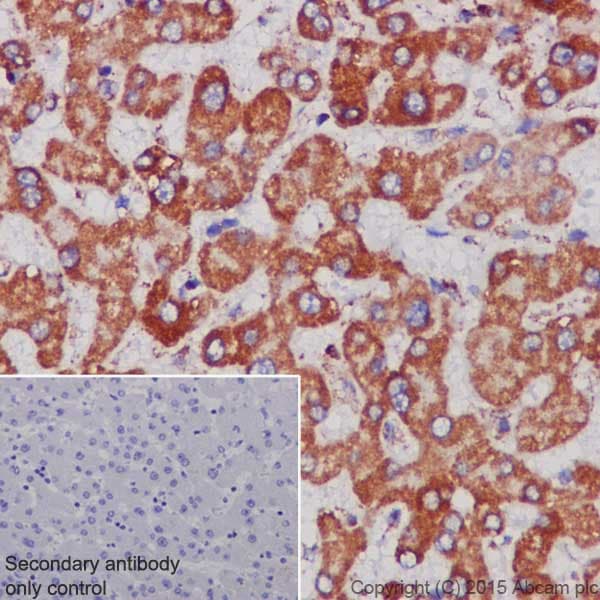 Anti-MTCO1 antibody [EPR19642](AB203917)