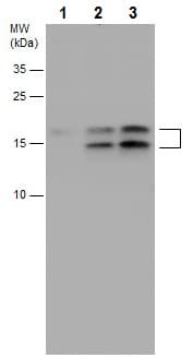 Anti-LC3B antibody - N-terminal(AB229327)