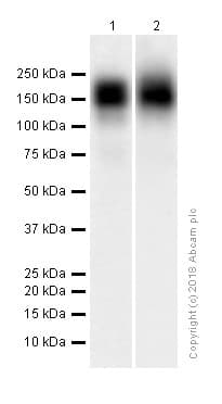 Anti-CD163 antibody [EPR19518] - BSA and Azide free(AB213612)