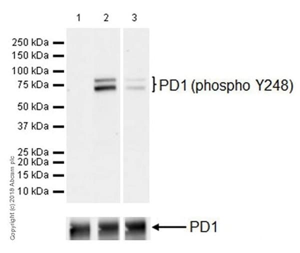 Pd1 Phospho Y248 Antibody Epr19821 Ab206378  Western Blot Img138295