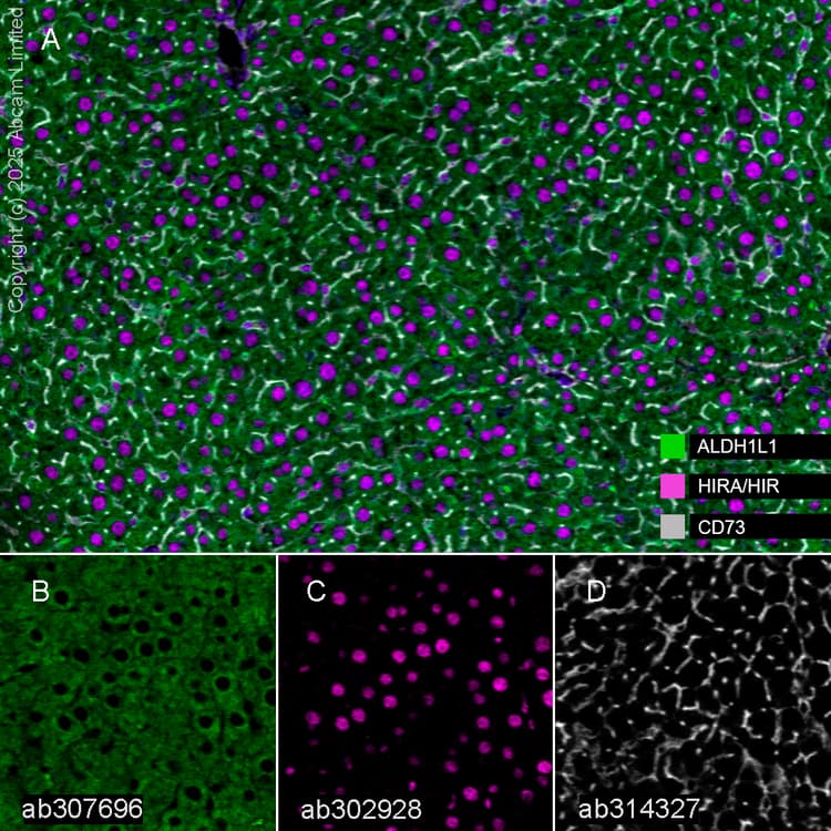 Aldh1l1 Antibody Epr25443 103 Astrocyte Marker Ab307696  Multiplex Immunohistochemistry Img446602
