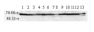 Hsp70 Antibody N27f3 4 Ab47454  Western Blot Img47113