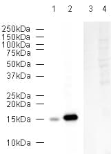 Anti-COX IV antibody - Mitochondrial Loading Control(AB16056)