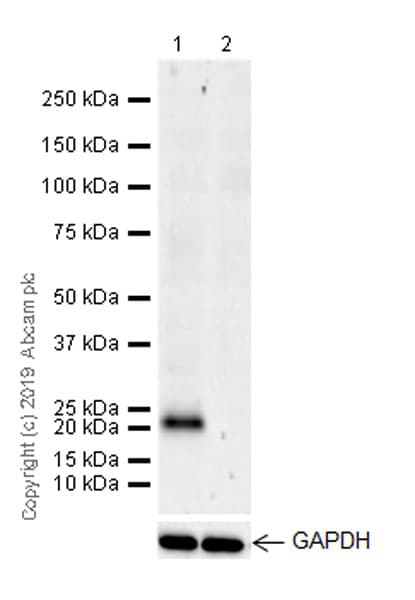 Anti-CD9 antibody [EPR23105-121](AB236630)