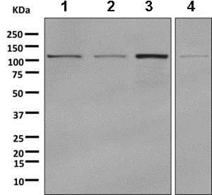 Anti-GART antibody [EPR11622](AB169550)