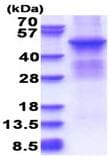 Ab180275  Sds Page Img43949