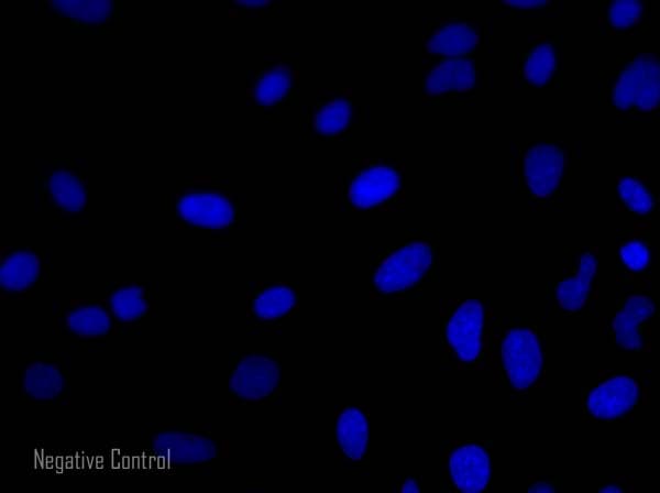 Goat Anti-Mouse IgG H&L (Alexa Fluor® 568)(AB175473)