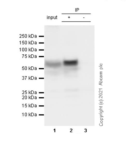 Anti-TPH2 antibody [EPR25100-29] - BSA and Azide free(AB288068)