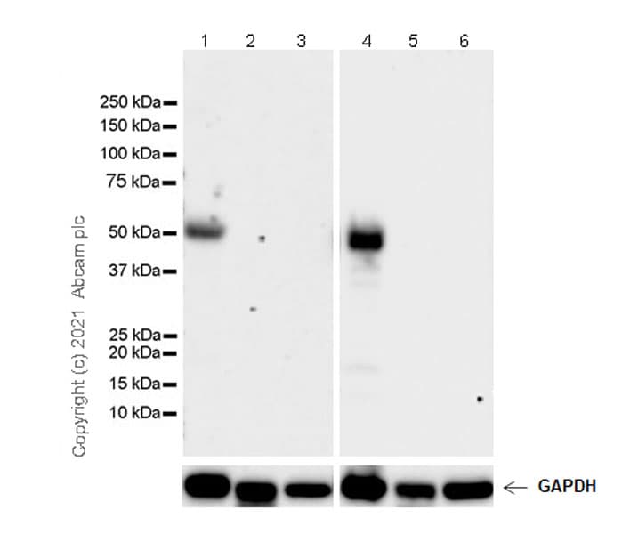 Anti-TPH2 antibody [EPR25100-29] - BSA and Azide free(AB288068)
