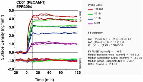 Anti-CD31 antibody [EPR3094](AB76533)