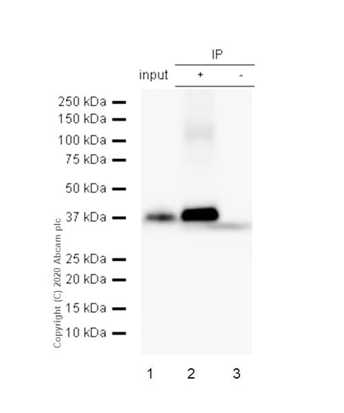 Hsd17b1 Antibody Ep1682y Bsa And Azide Free Ab247308  Immunoprecipitation Img3877
