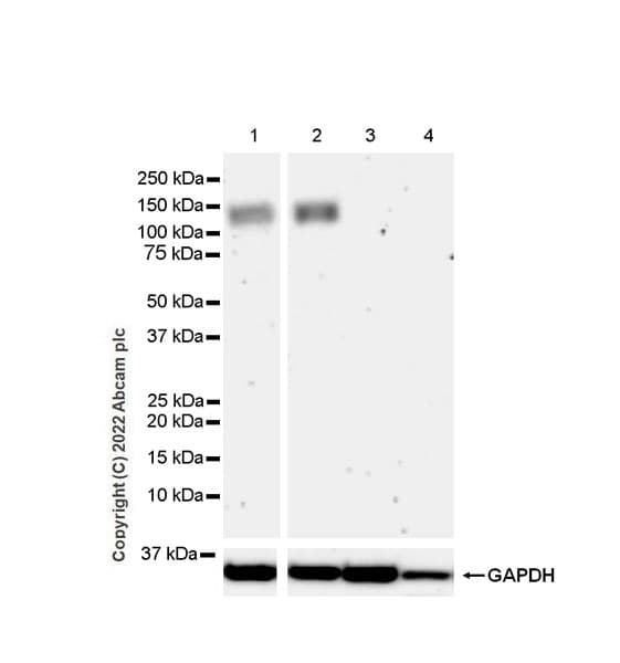 Anti-GluN3A+GluN3B antibody [EPR25287-45](AB302534)