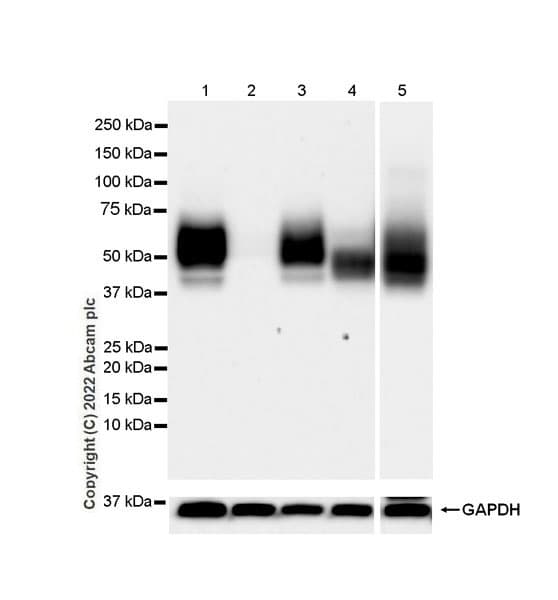 Cd47 Antibody Epr24922 21 Ab300124  Western Blot Img449069