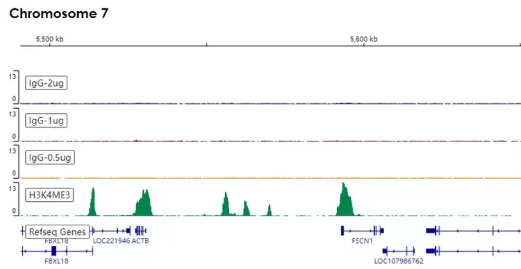 Rabbit IgG, monoclonal [EPR25A] - Isotype Control(AB172730)