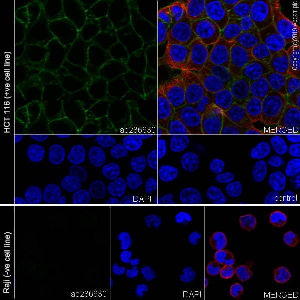 Anti-CD9 antibody [EPR23105-121](AB236630)