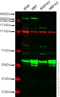 Anti-LRRK2 antibody [MJFF2 (c41-2)](AB133474)